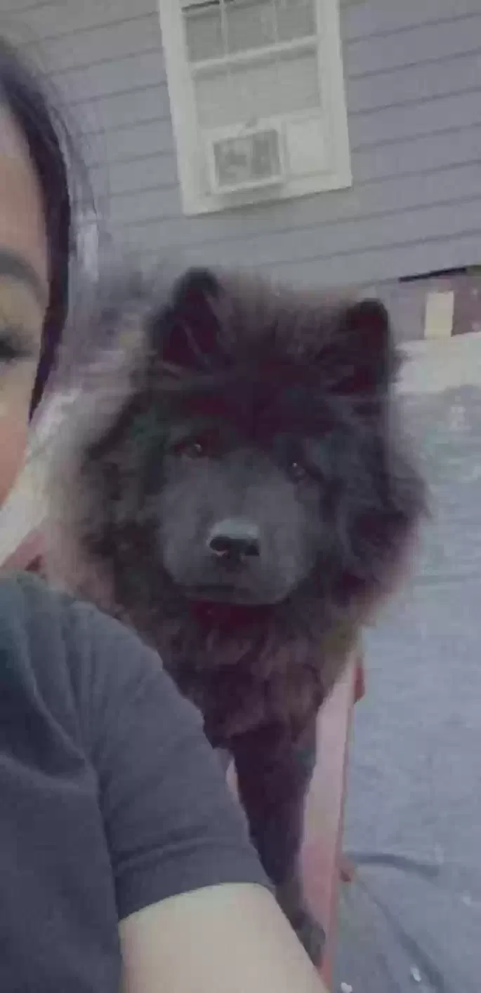Lost dog in San Antonio, TX, 78225