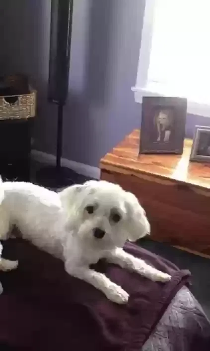 Lost dog in Harrisburg, NC, 28075