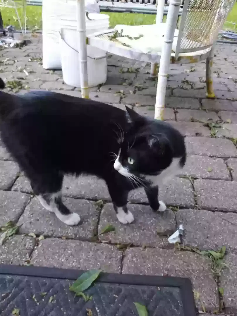 Lost cat in Fort Worth, TX, 76116