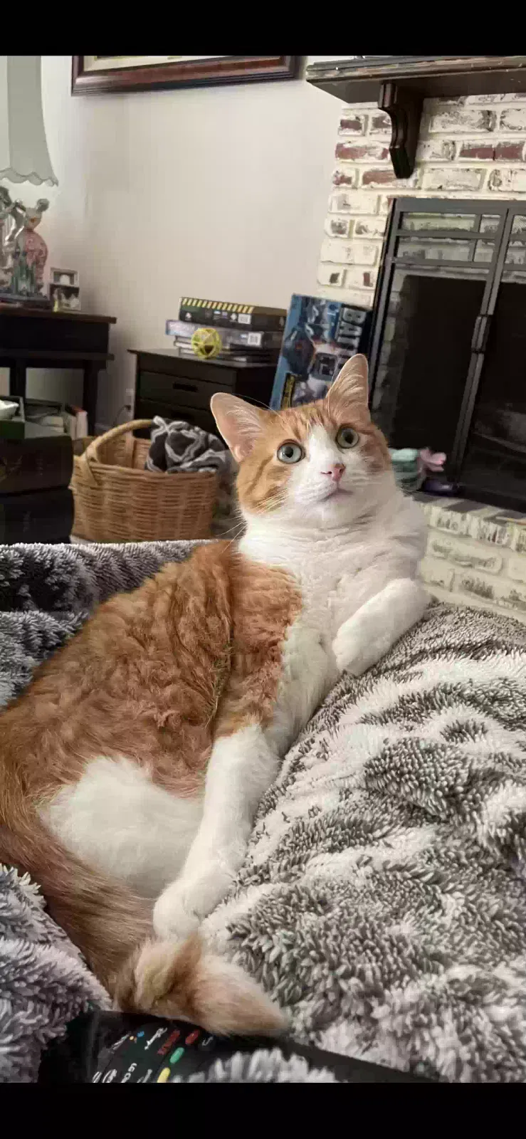 Lost cat in Unknown, CA, 90920