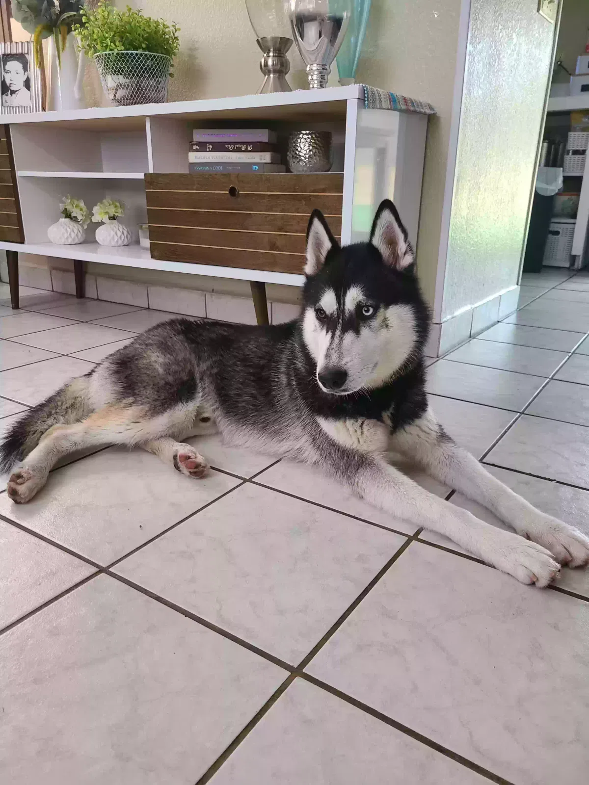 Lost dog in Moreno Valley, CA, 92553