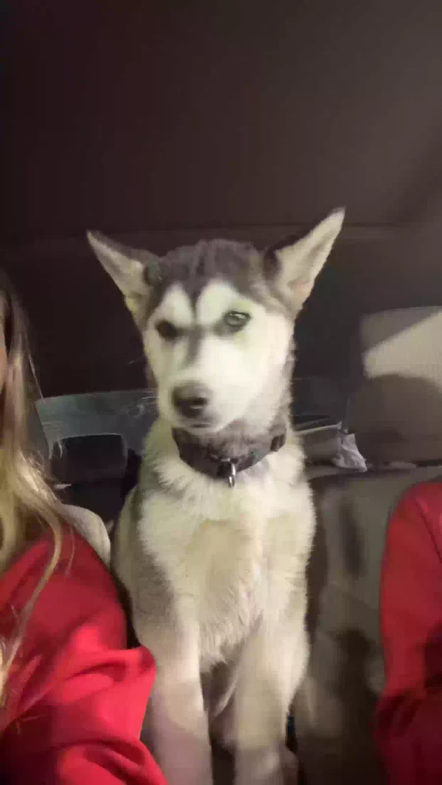 Lost dog in Cincinnati, OH, 45248