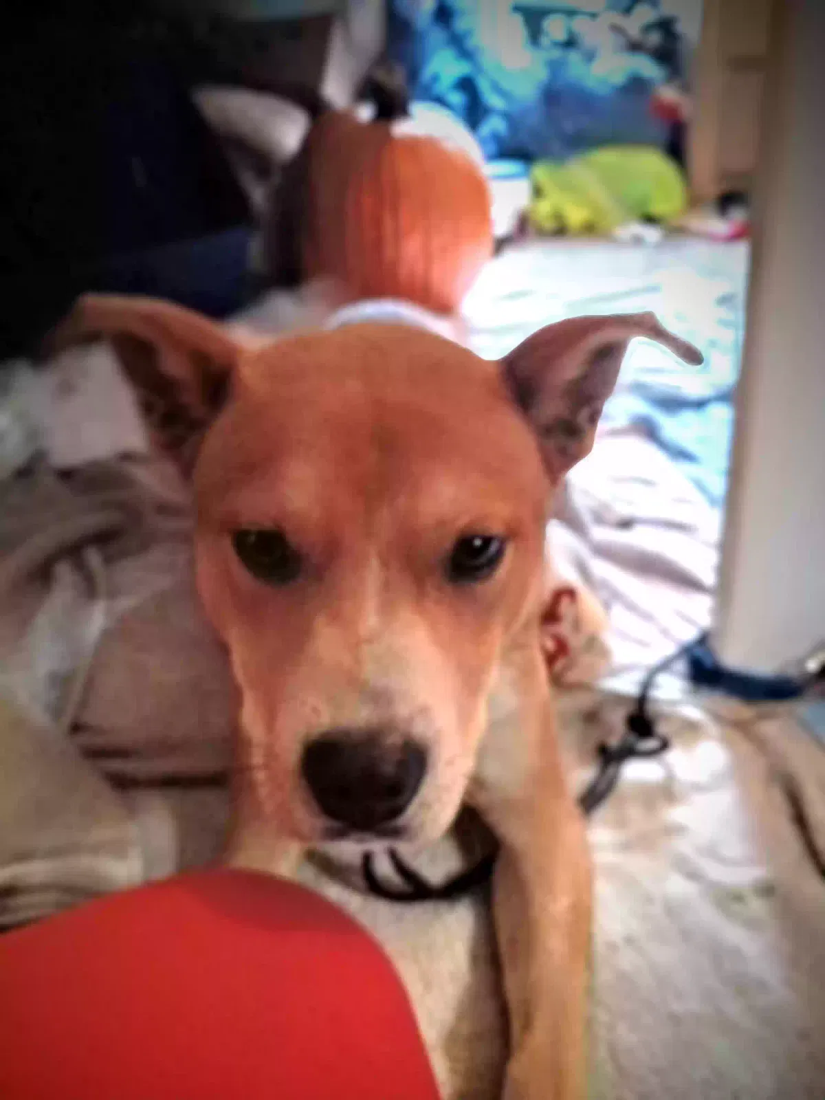Lost dog in Etowah, TN, 37331