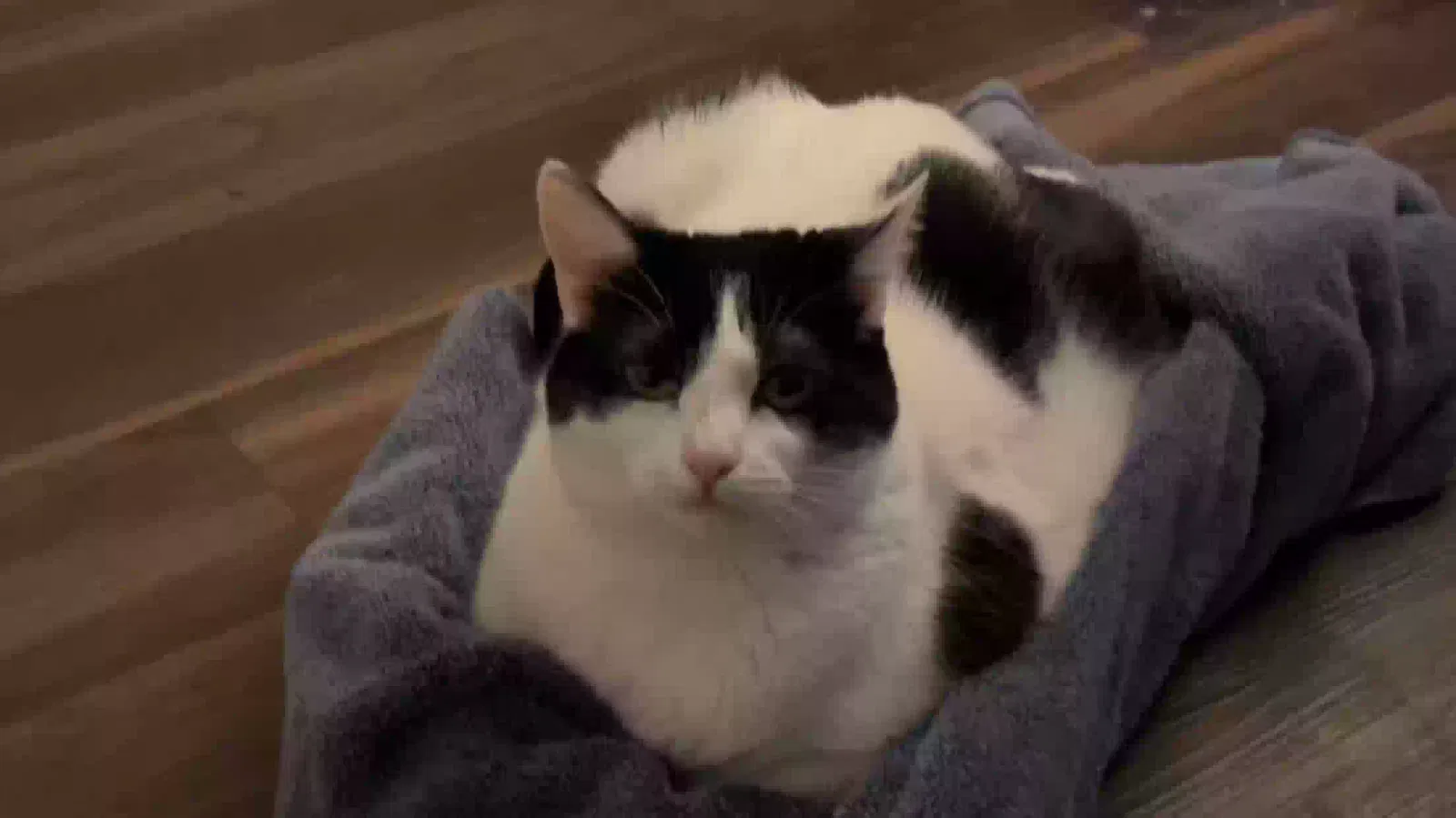 Lost cat in Wasco, CA, 93280