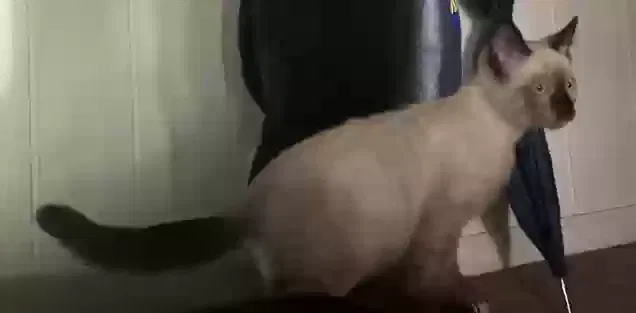Lost cat in Salinas, CA, 93906