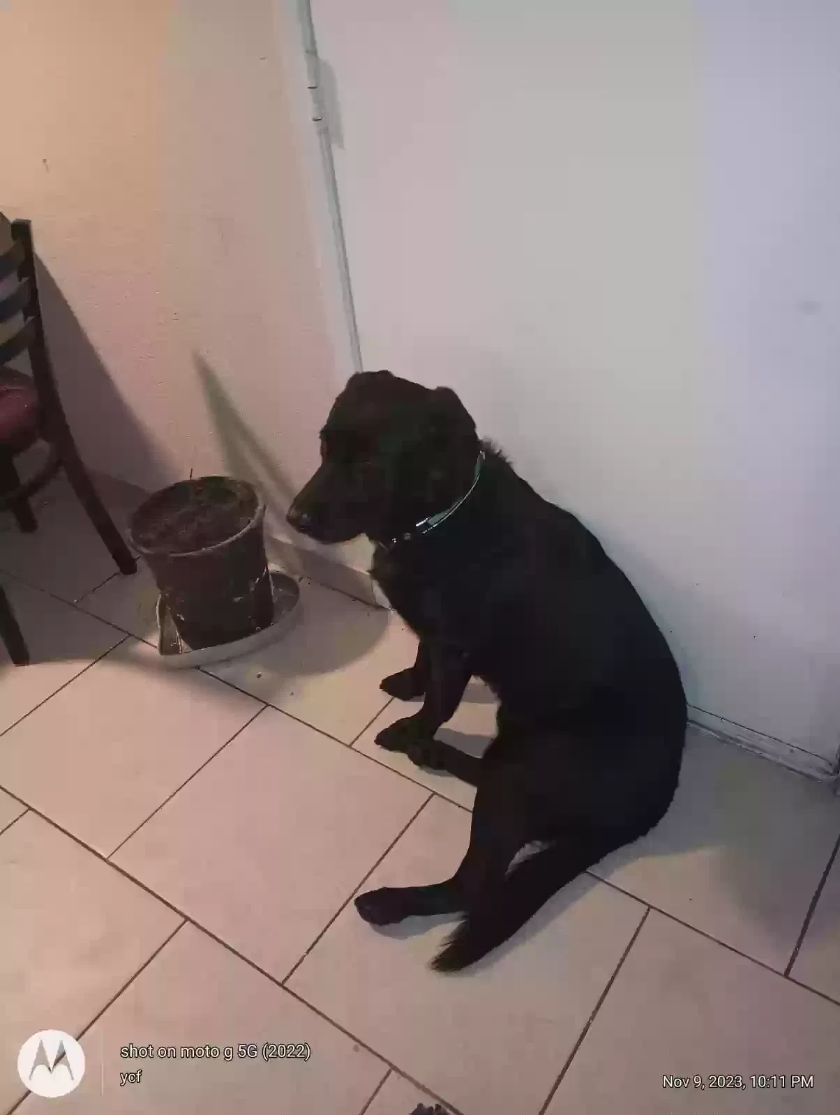Lost dog in Las Vegas, NV, 89102