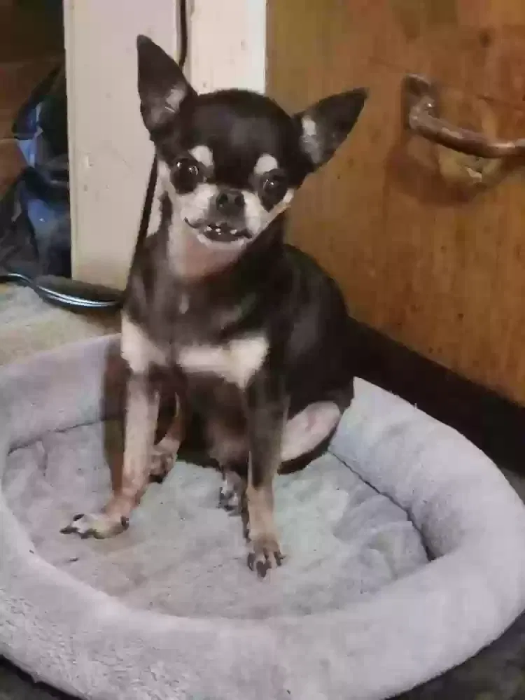 Lost dog in Houston, TX, 77085