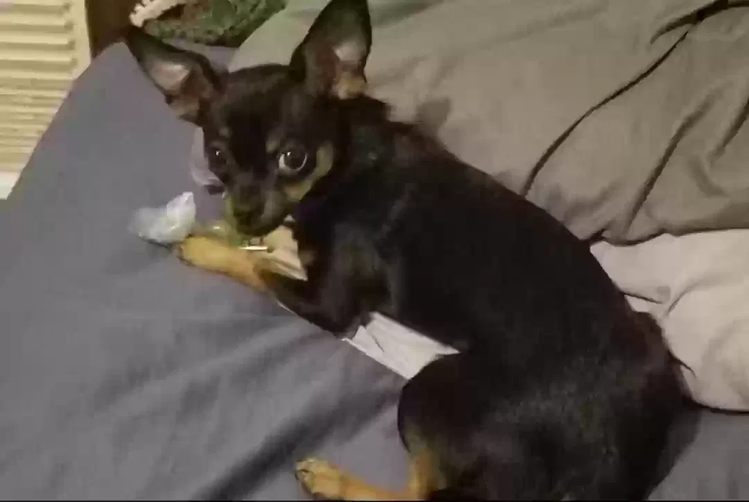 Lost dog in Bluffton, SC, 29910