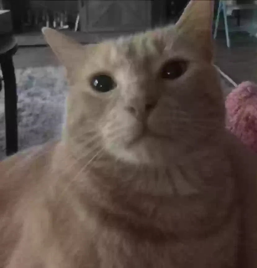 Lost cat in Ocean Springs, MS, 39564
