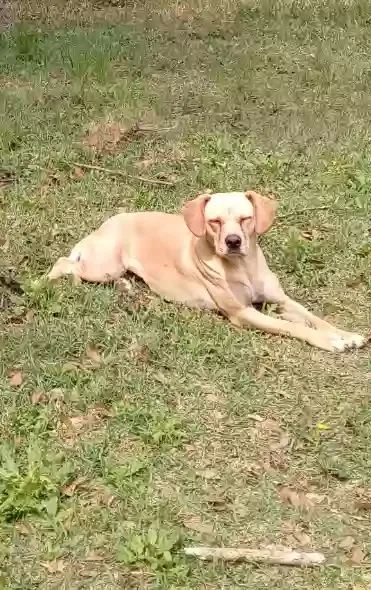 Lost dog in Semmes, AL, 36575