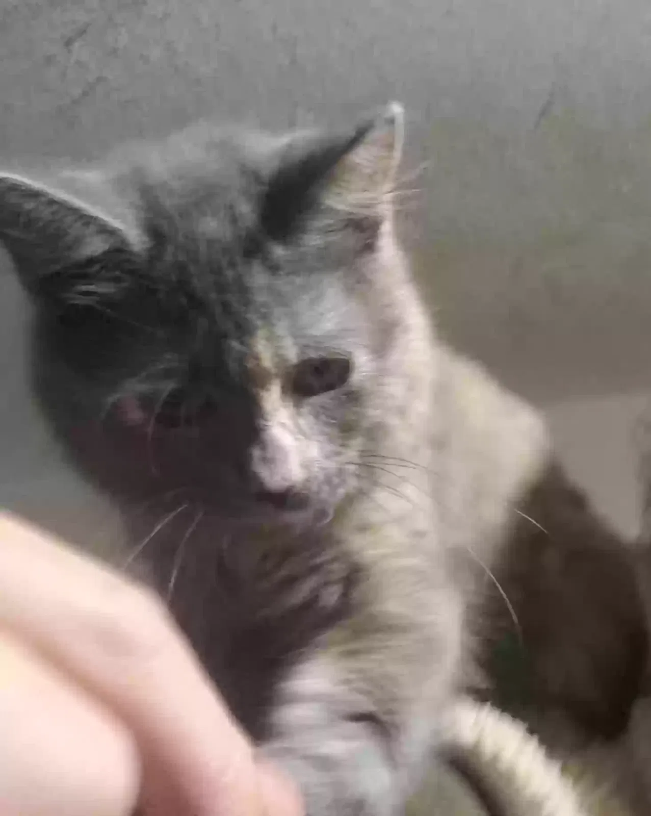 Lost cat in Humble, TX, 77346