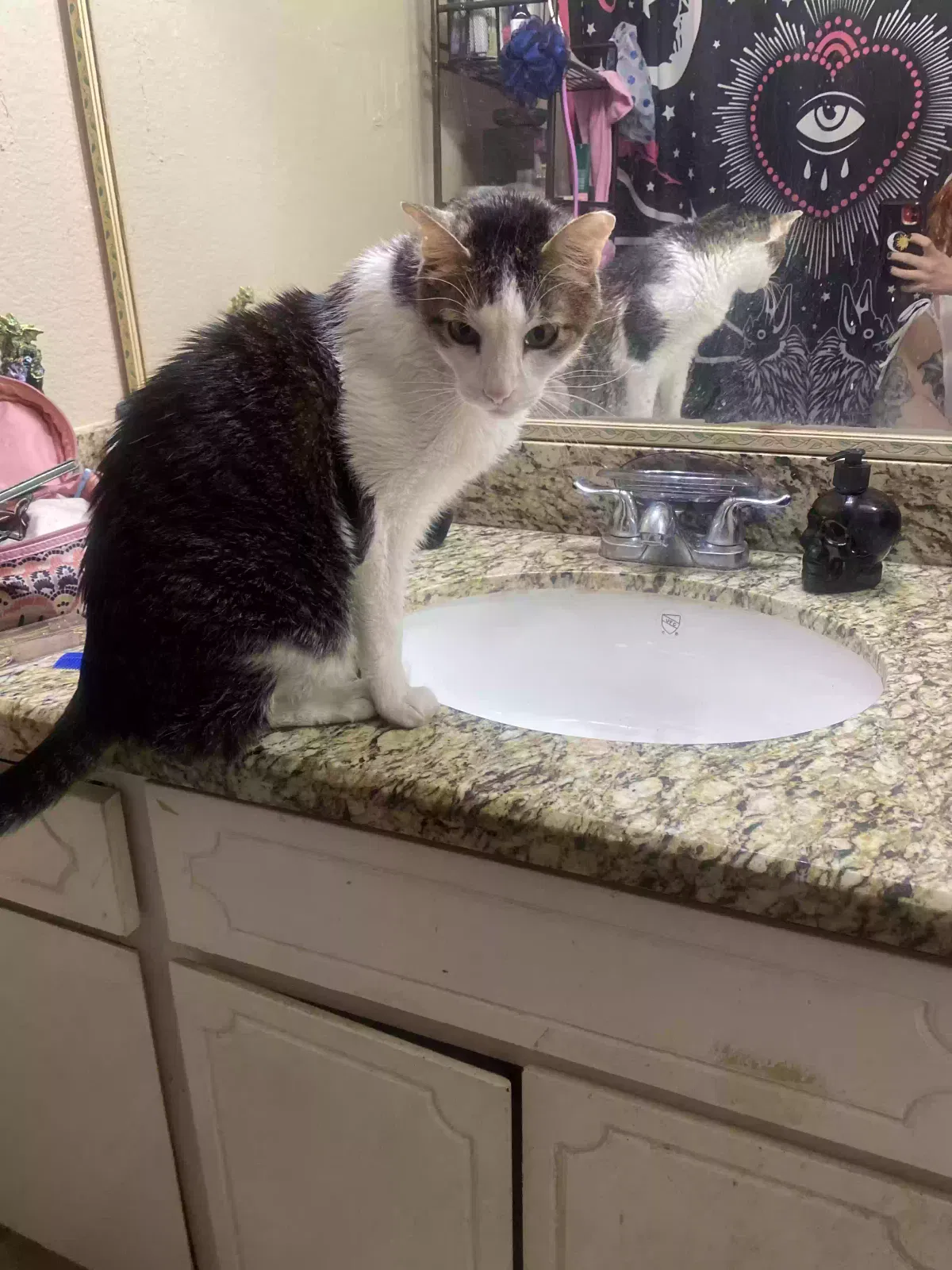 Lost cat in Mesa, AZ, 85201