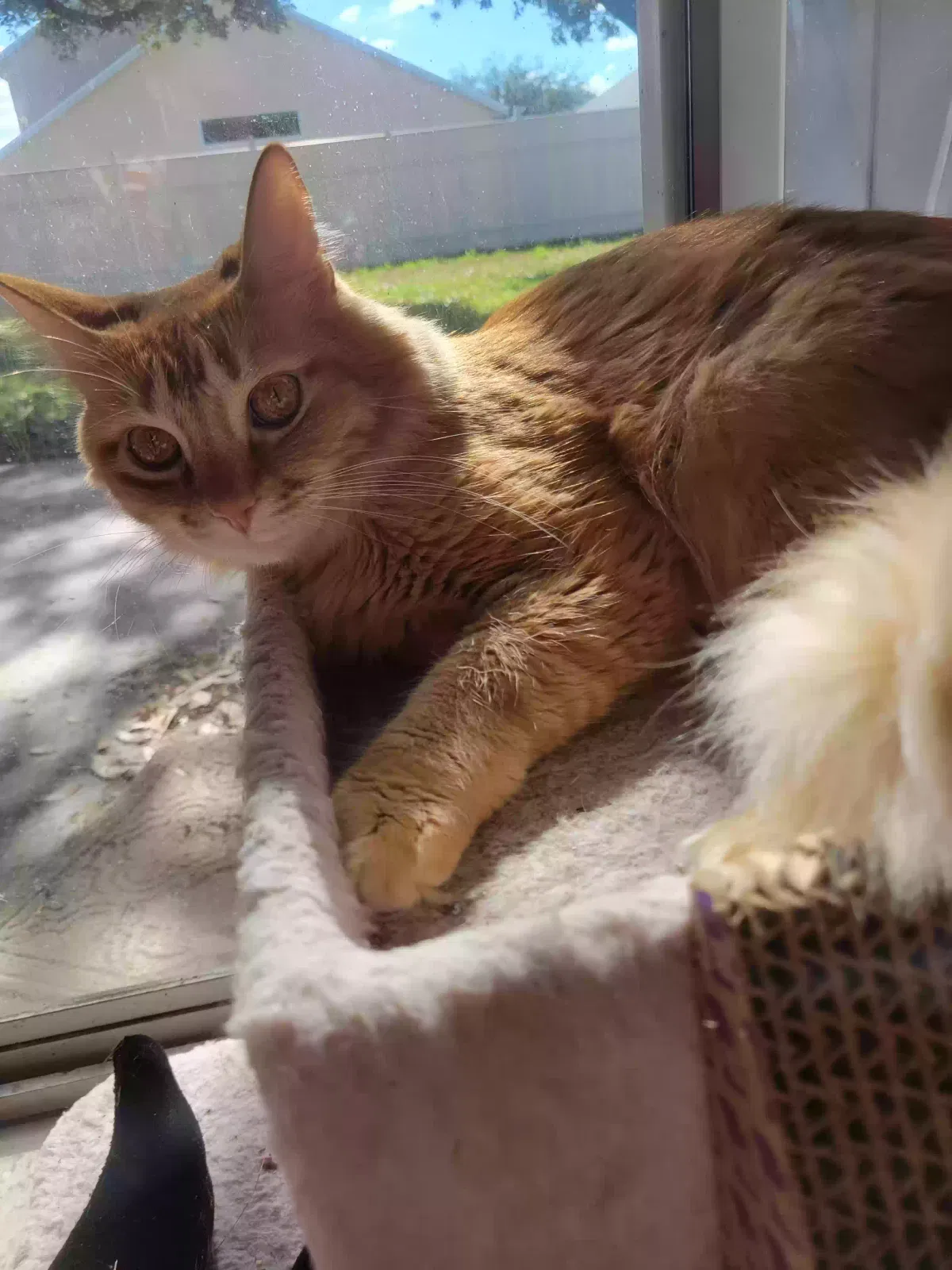 Lost cat in Haines City, FL, 33844