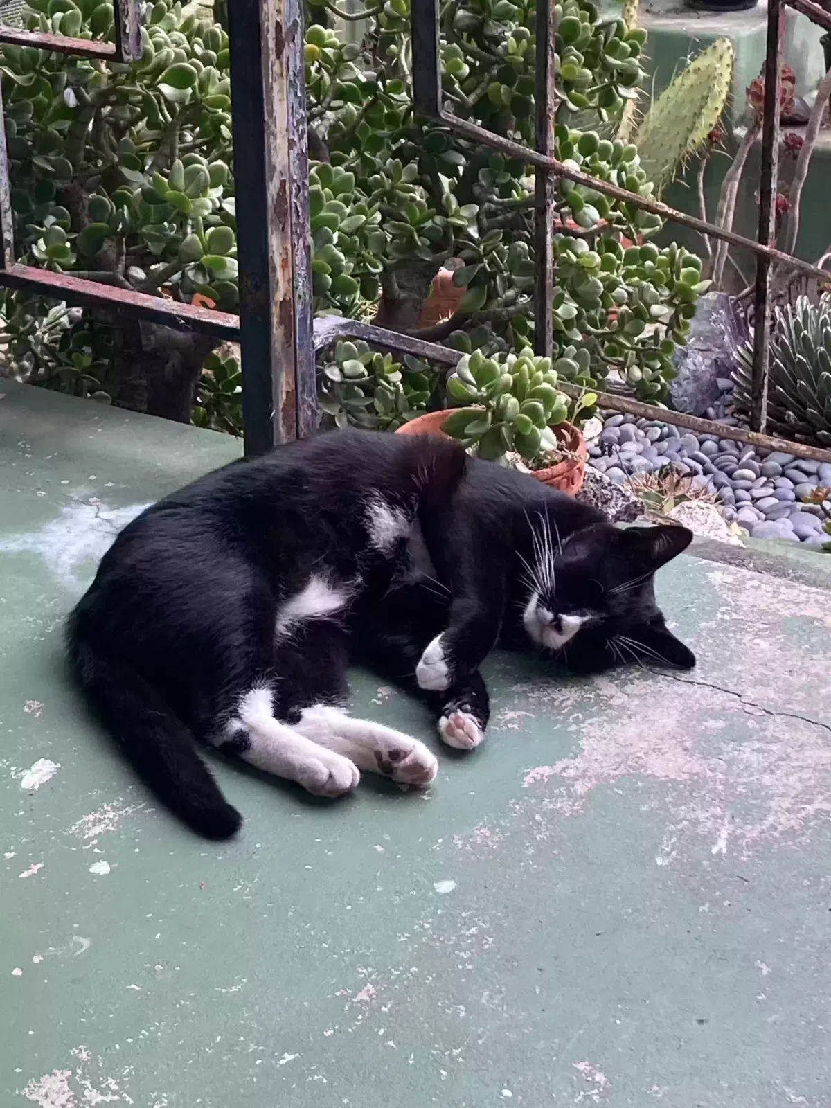 Lost cat in Manhattan Beach, CA, 90266