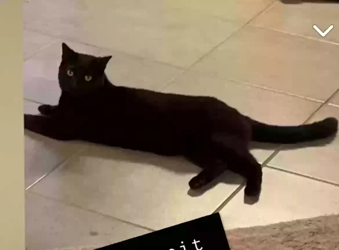 Lost cat in Keller, TX, 76244