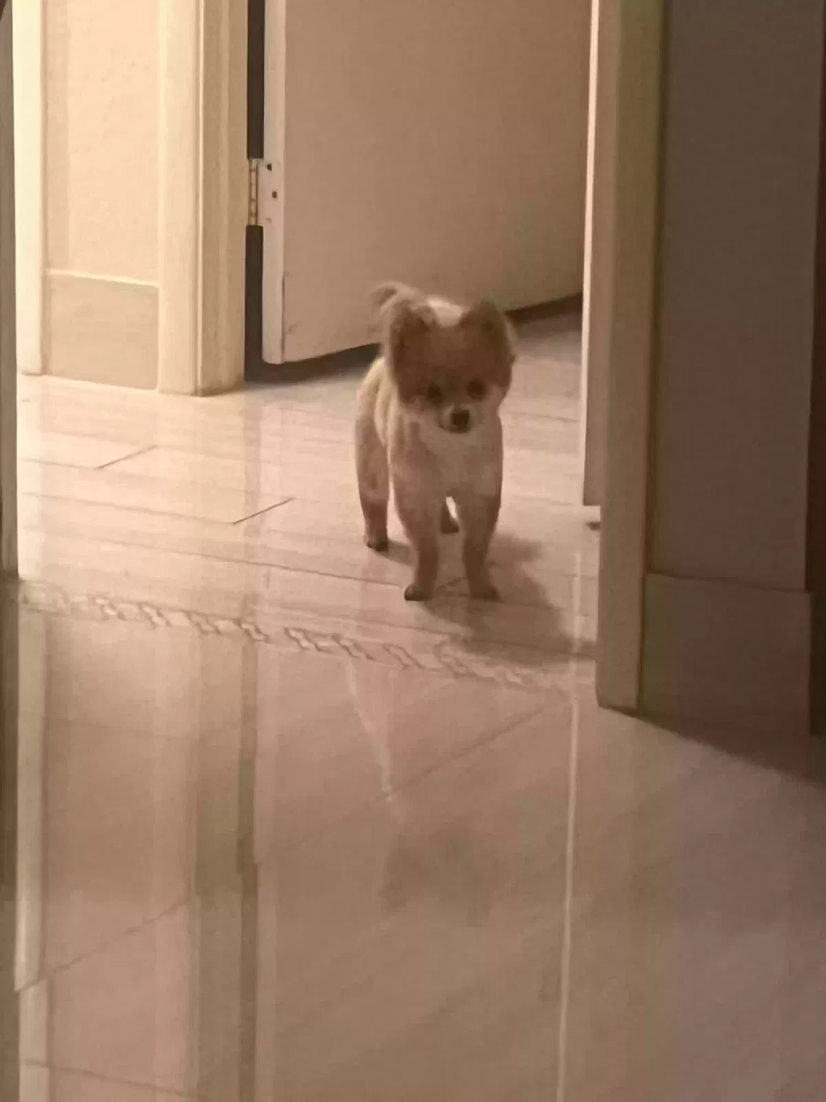 Lost dog in Henderson, NV, 89014