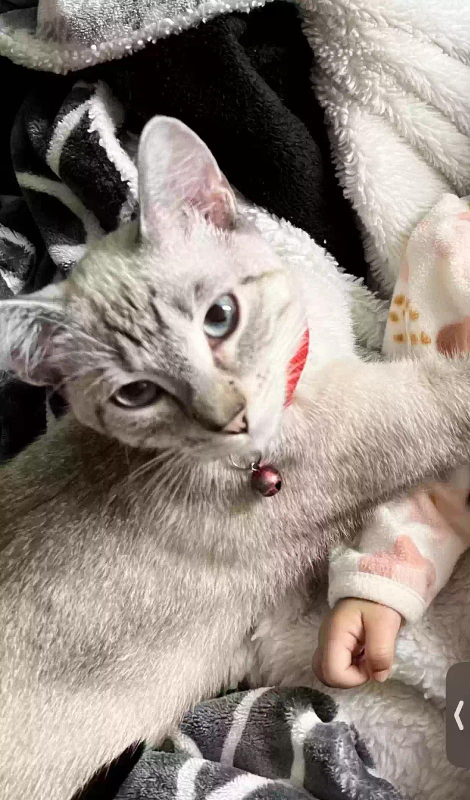 Lost cat in San Diego, CA, 92123
