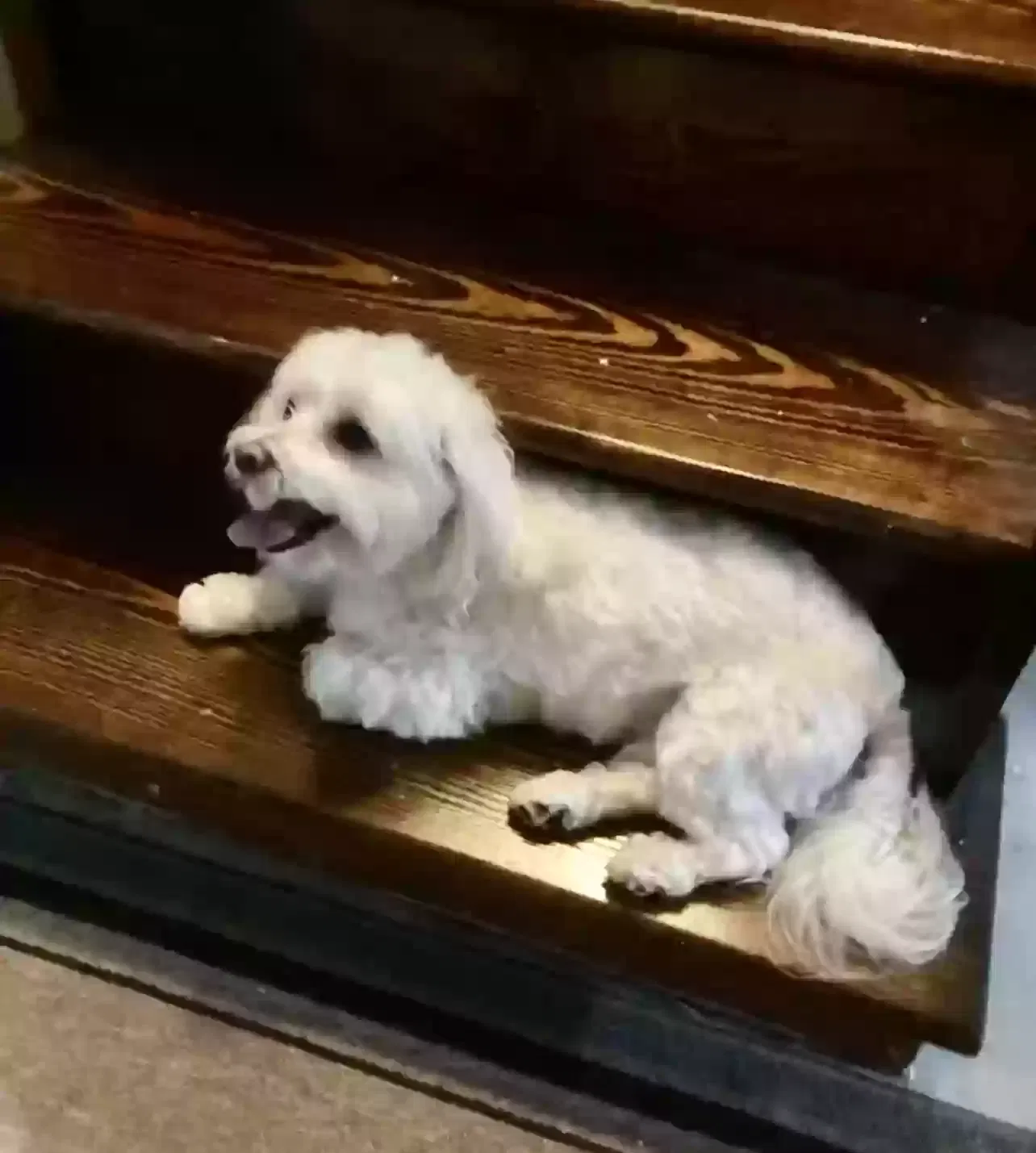Lost dog in Atlanta, GA, 30318