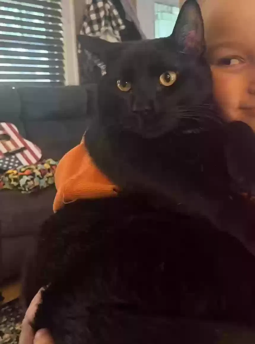 Lost cat in Rockford, IL, 61103