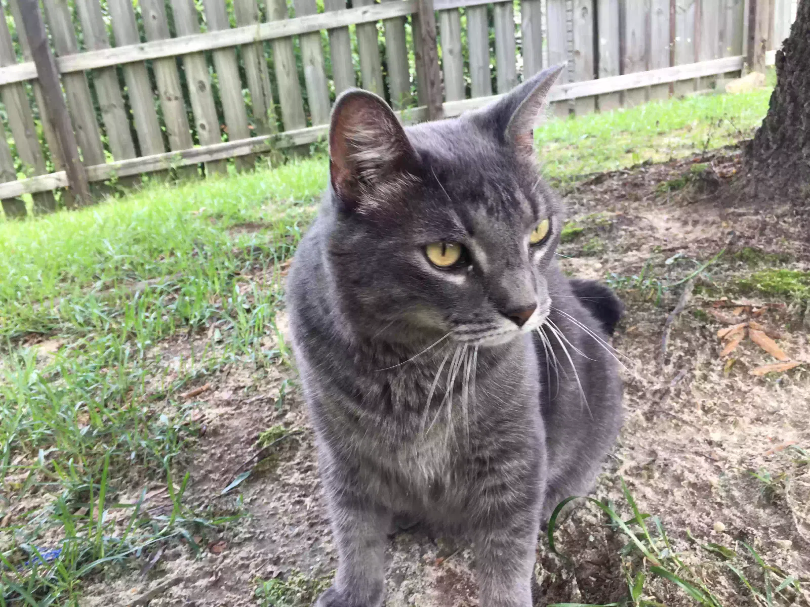 Lost cat in Lexington, SC, 29072
