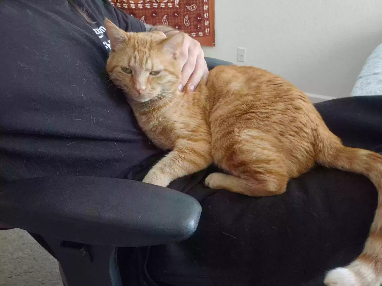 Lost cat in Albuquerque, NM, 87111