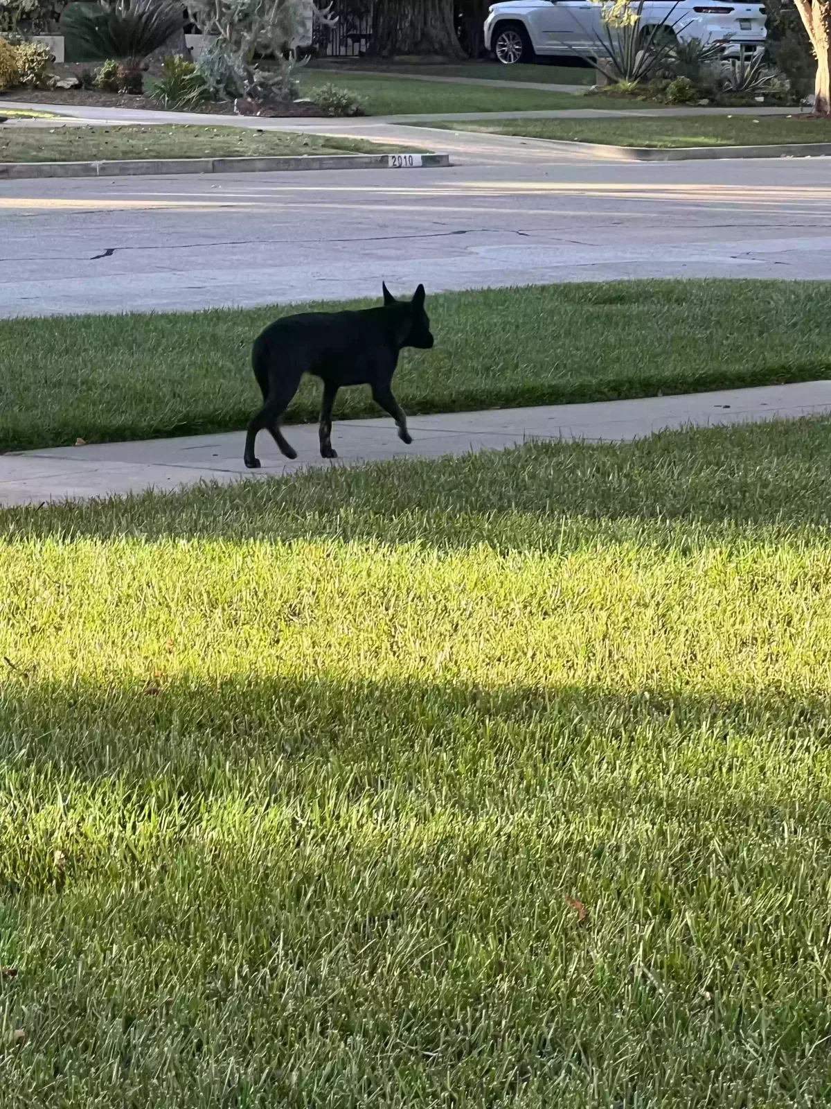 Found dog in Santa Ana, CA, 92706