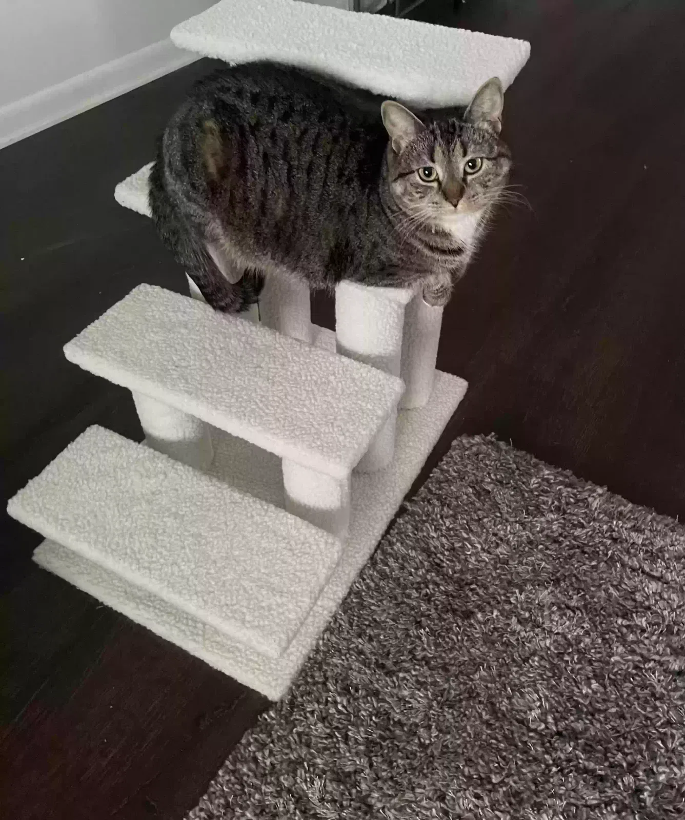Lost cat in Mechanicsburg, PA, 17050