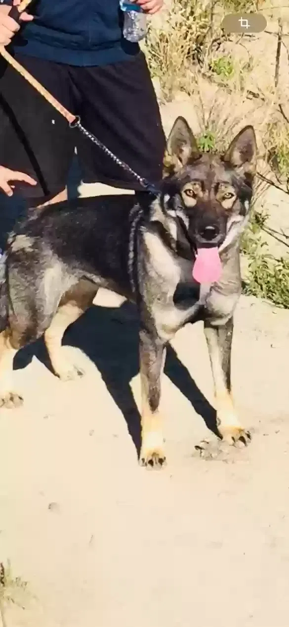 Lost dog in Pacoima, CA, 91331