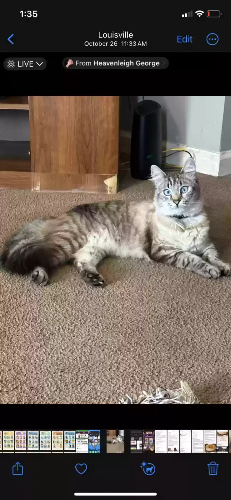 Lost cat in Louisville, KY, 40272