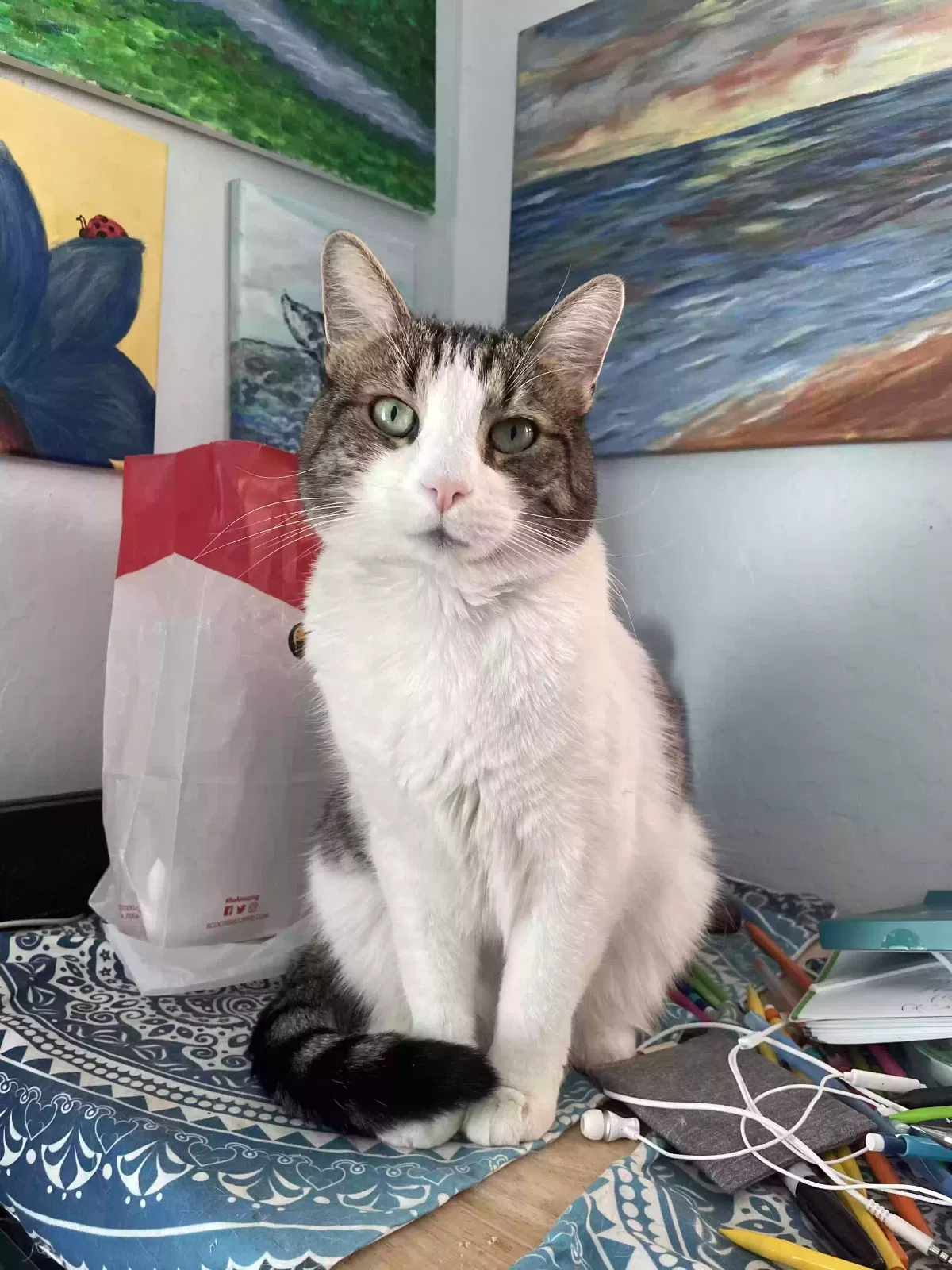 Lost cat in Sun City, AZ, 85373