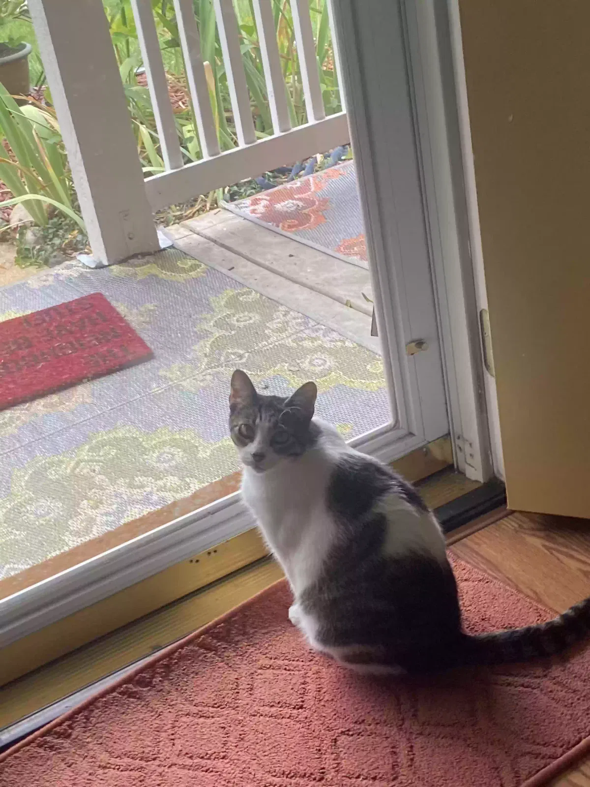 Lost cat in Saint Peters, MO, 63376