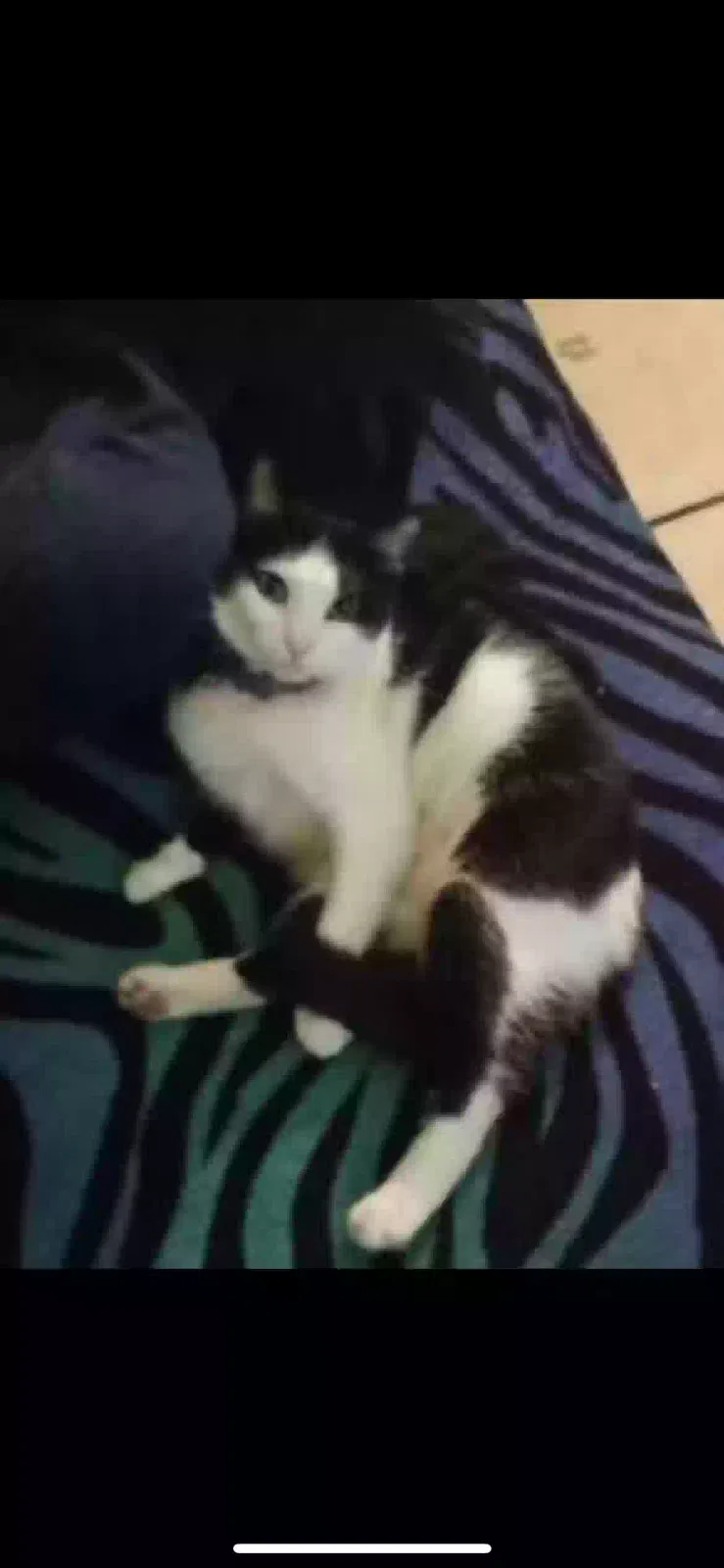 Lost cat in Lynwood, CA, 90262