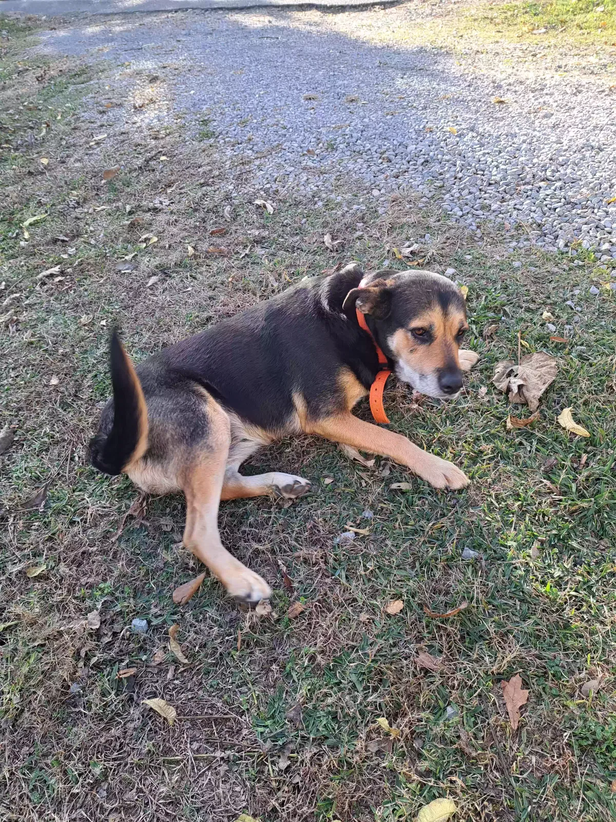 Lost dog in Talladega, AL, 35160