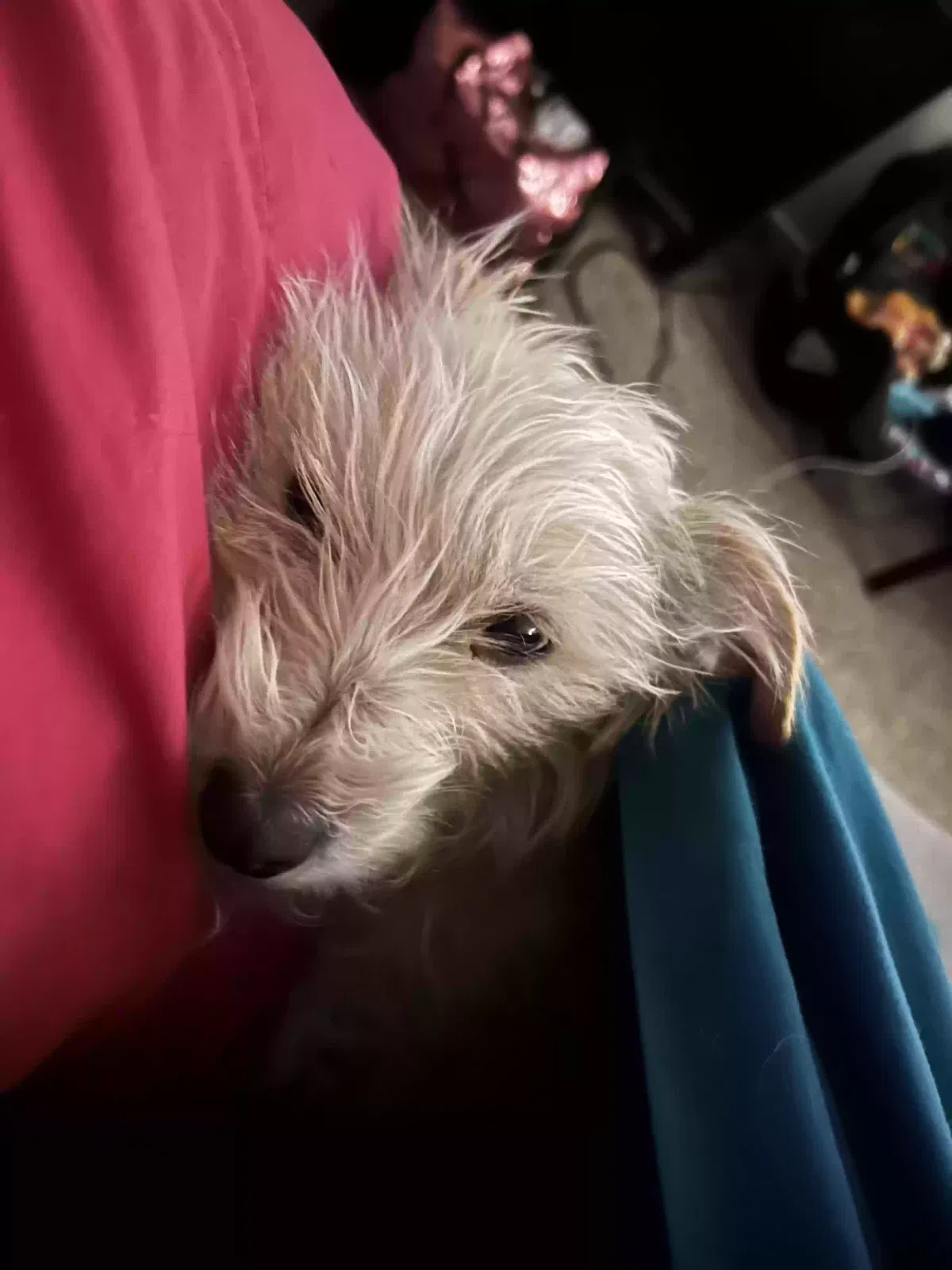 Lost dog in Las Vegas, NV, 89115