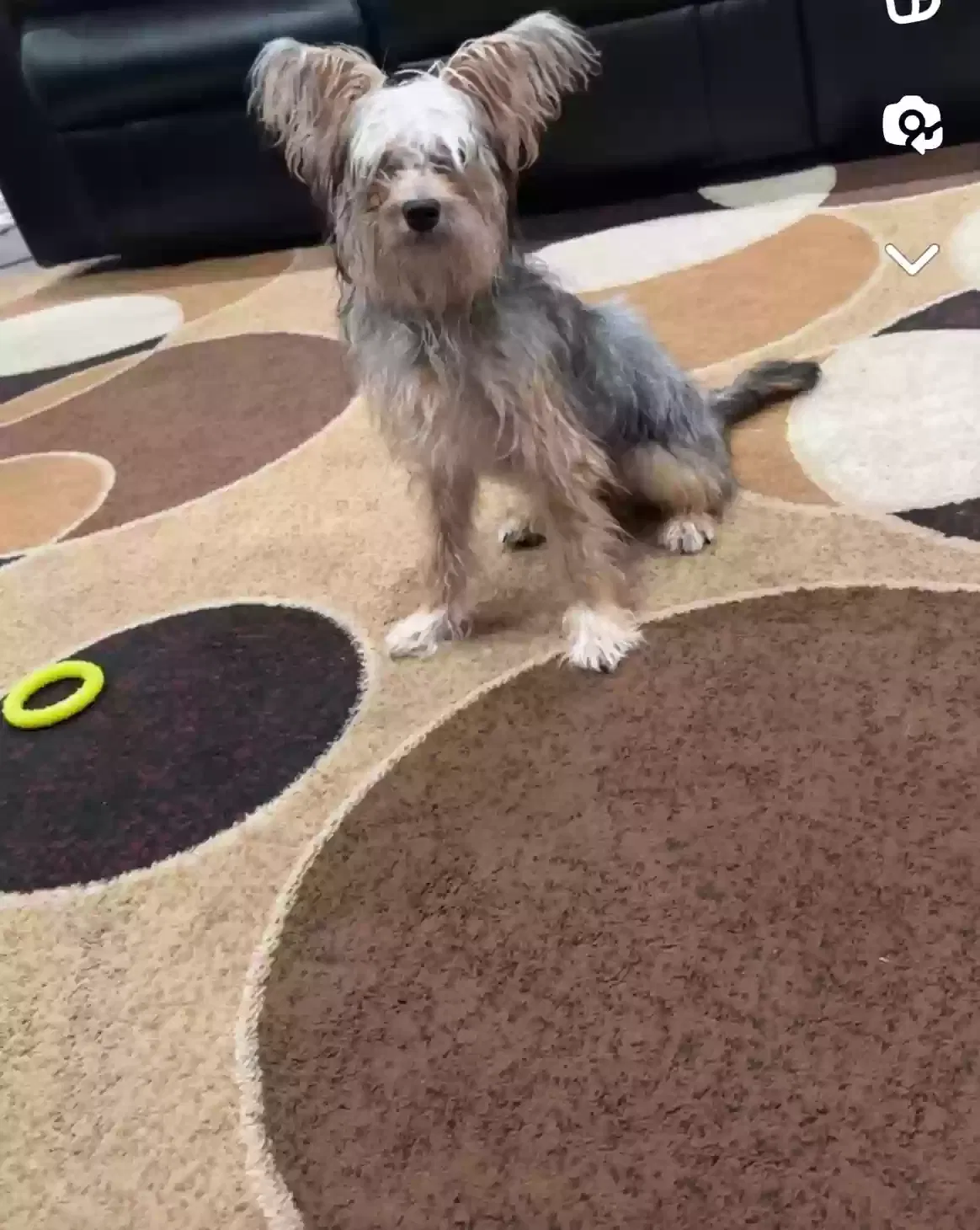 Lost dog in Des Plaines, IL, 60018