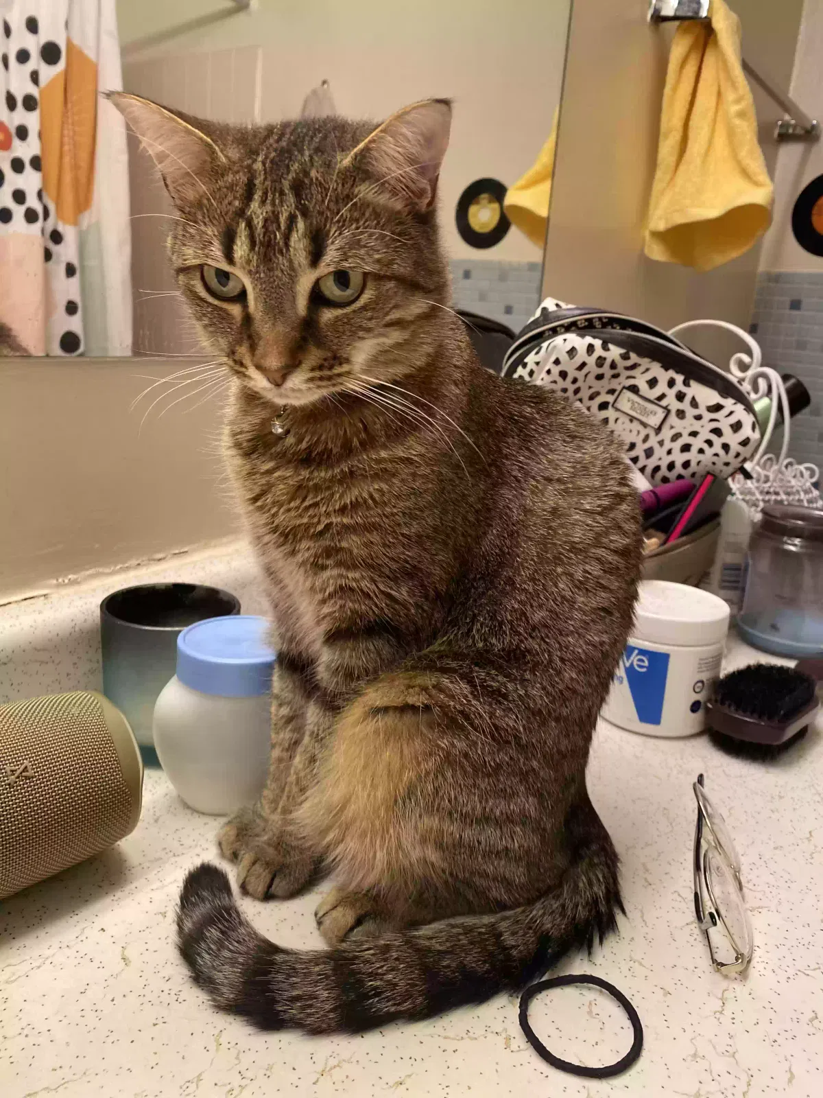 Lost cat in Dayton, OH, 45431