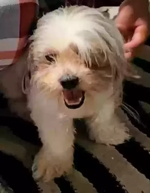 Lost dog in Memphis, TN, 38118