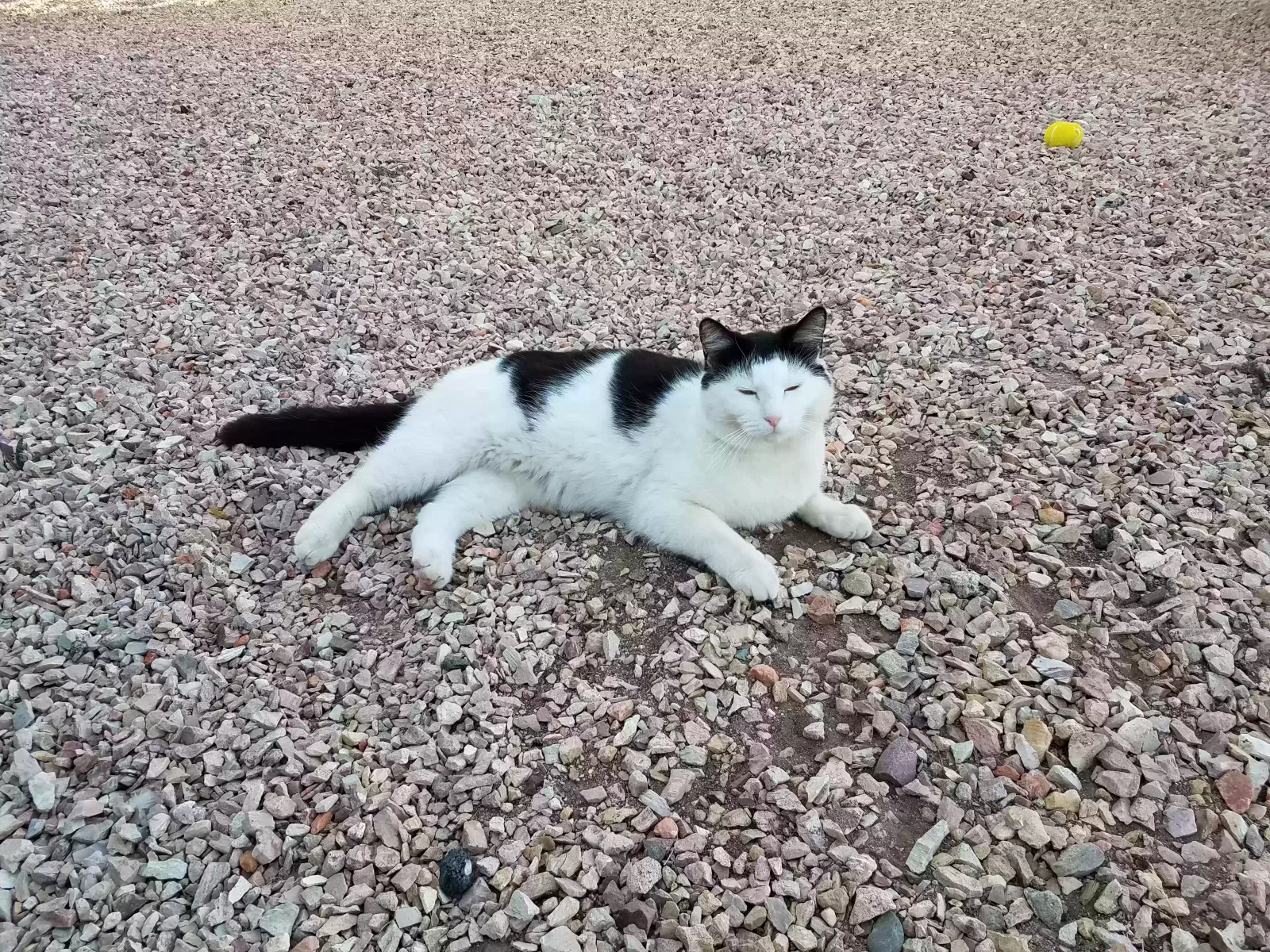 Lost cat in Buckeye, AZ, 85326