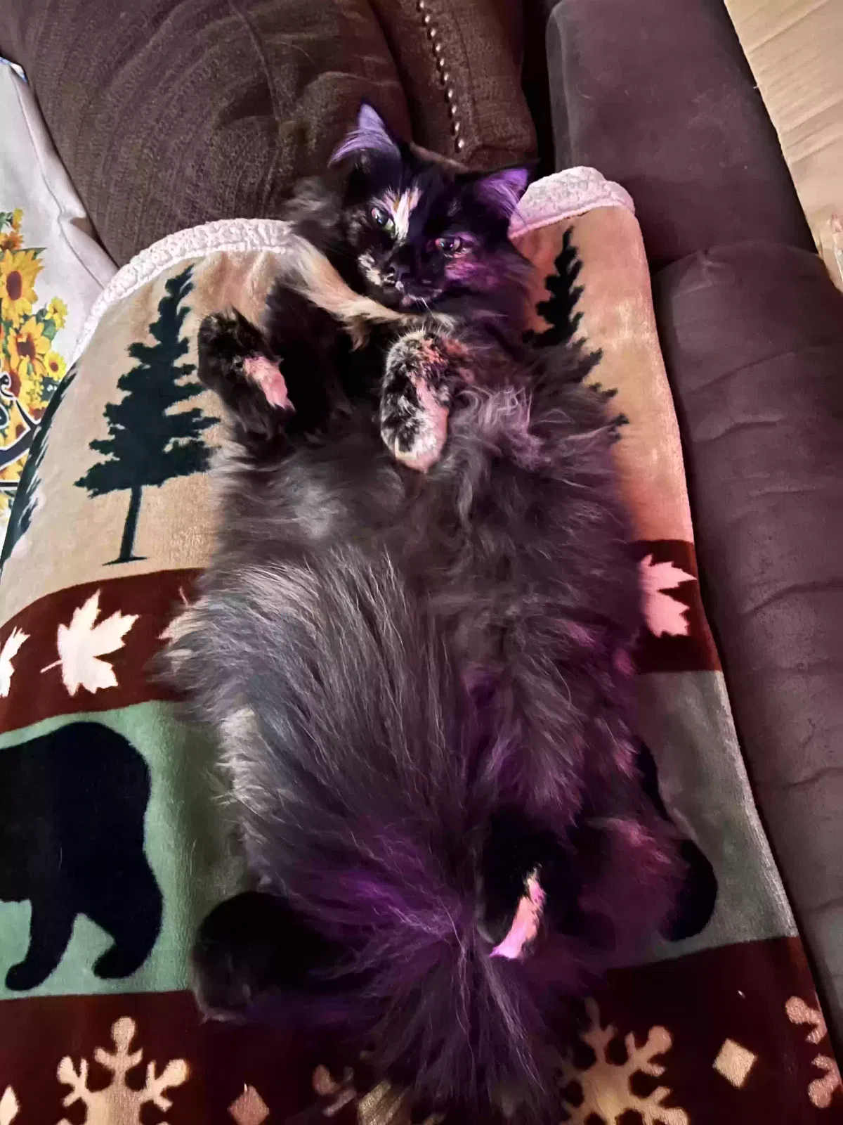 Lost cat in Boise, ID, 83709
