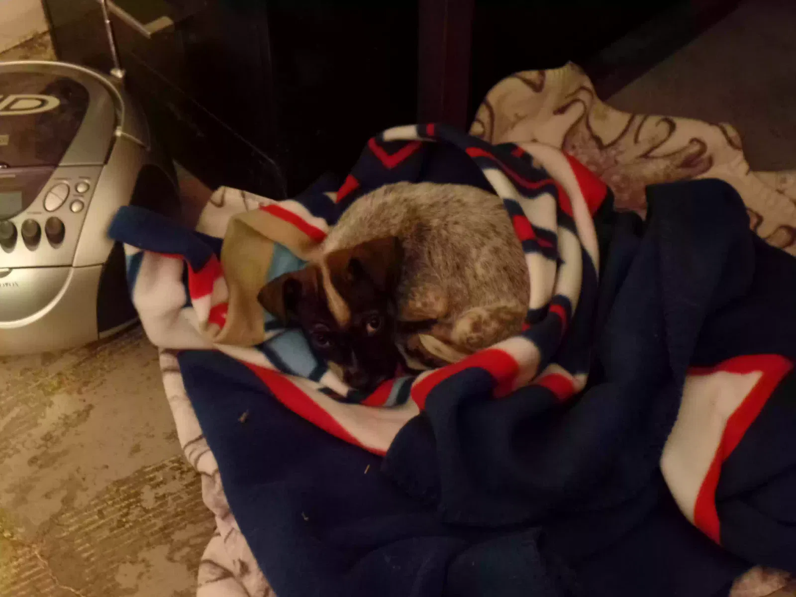 Found dog in Arlington, TX, 76012