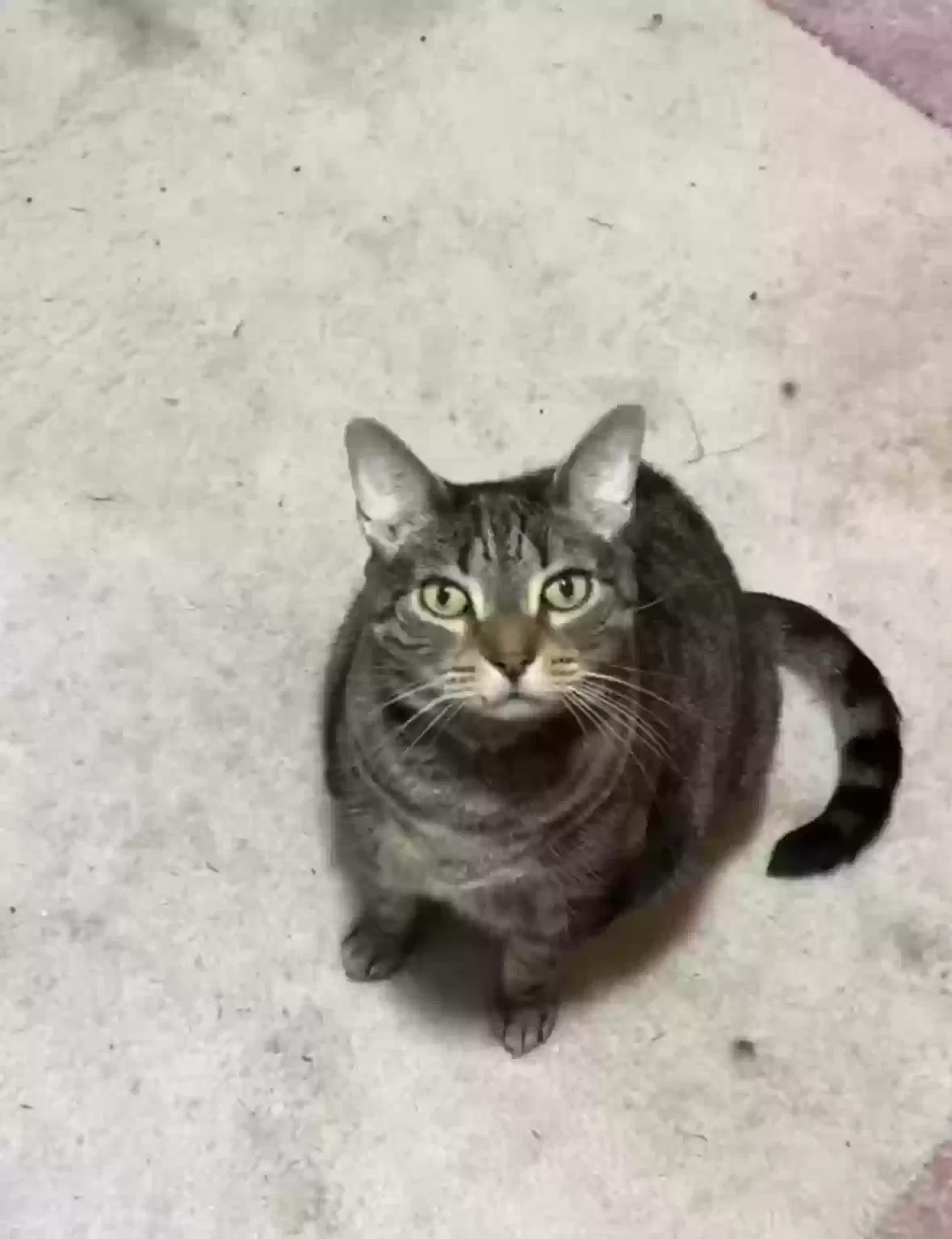 Lost cat in Poquoson, VA, 23662