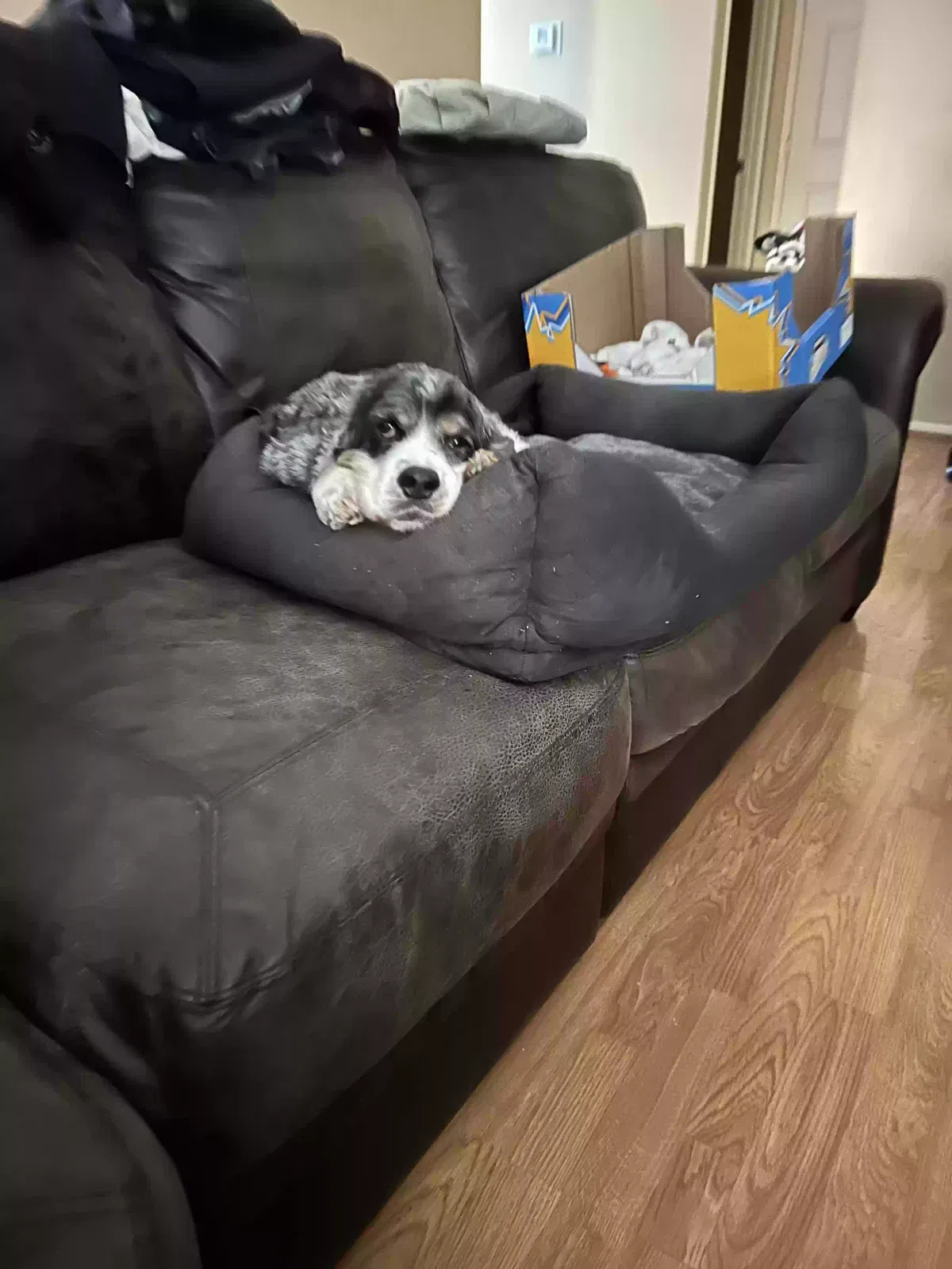 Lost dog in Fontana, CA, 92336