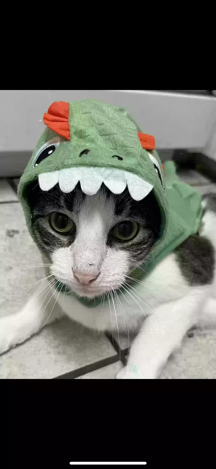 Lost cat in Baton Rouge, LA, 70806