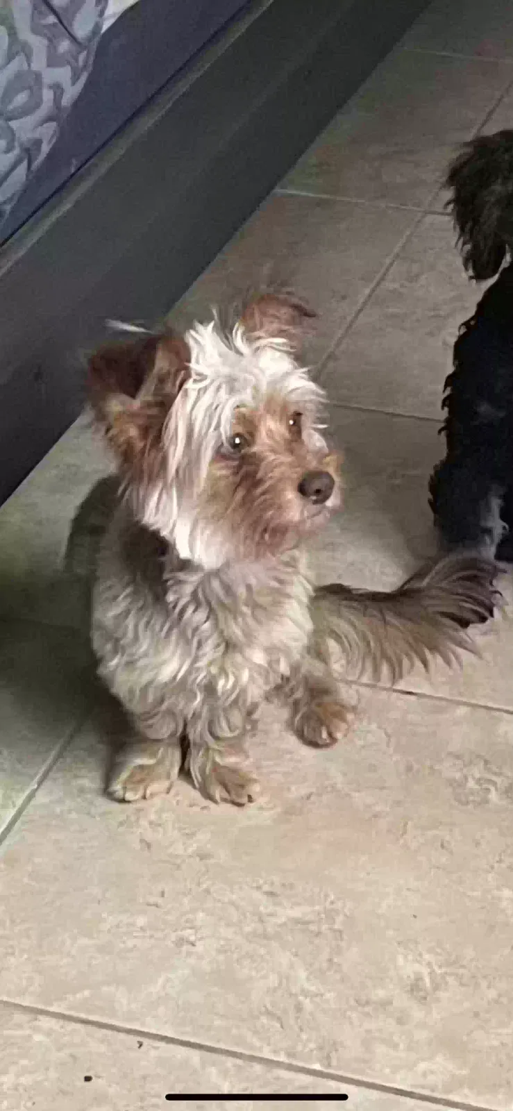 Lost dog in North Las Vegas, NV, 89031