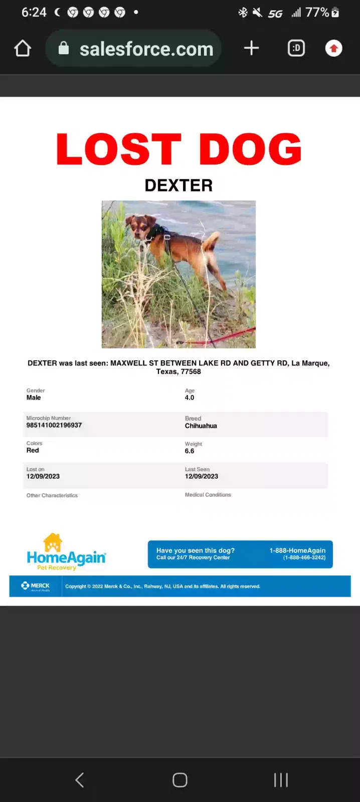 Lost dog in La Marque, TX, 77568