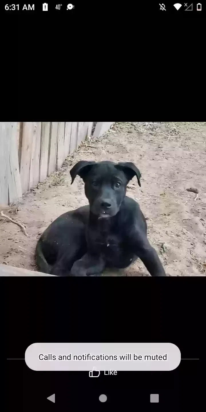 Lost dog in Deming, NM, 88030
