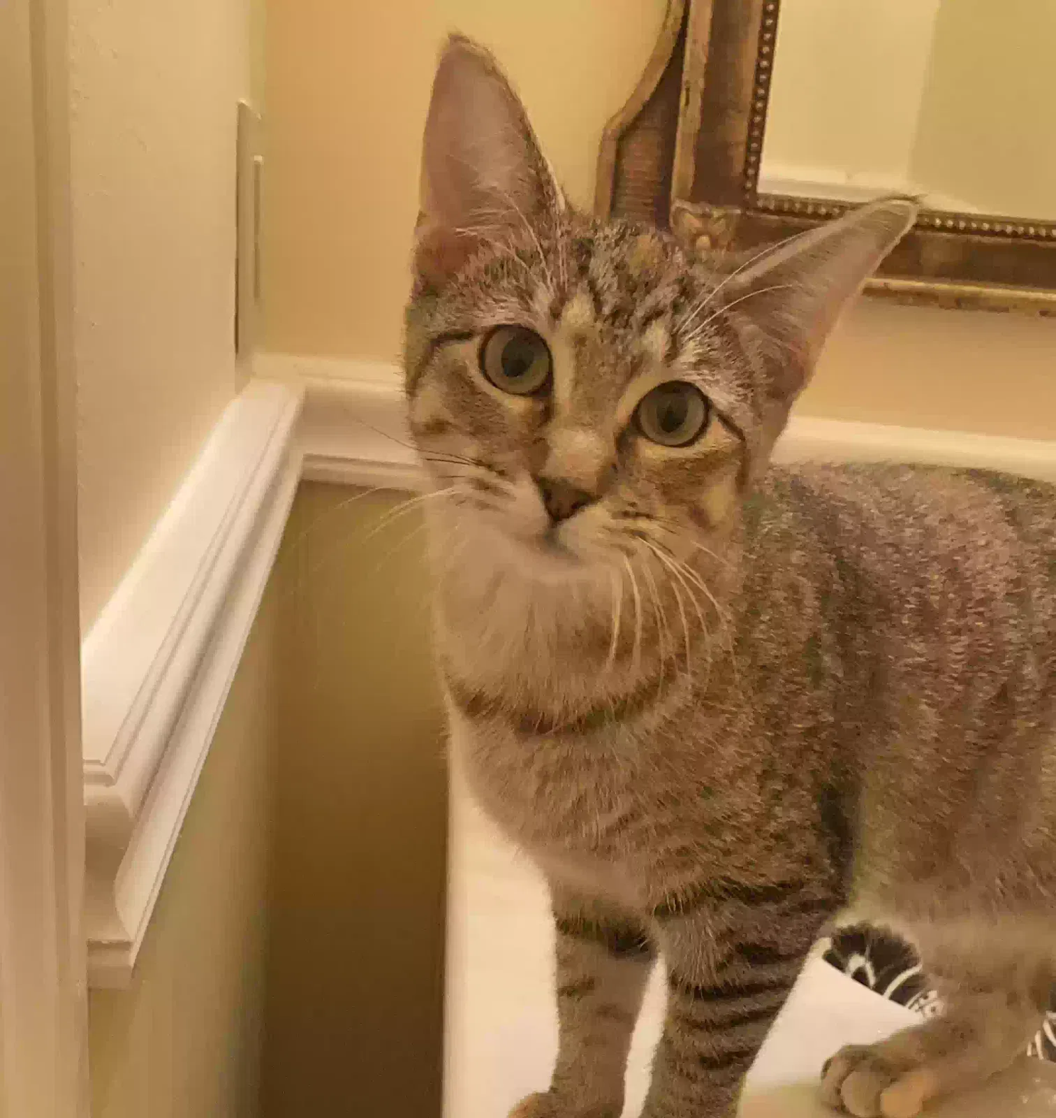 Lost cat in Nixa, MO, 65714