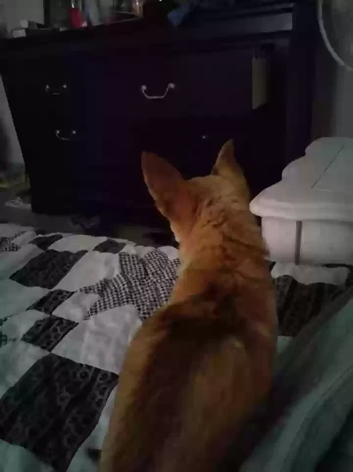 Lost dog in Tallahassee, FL, 32310