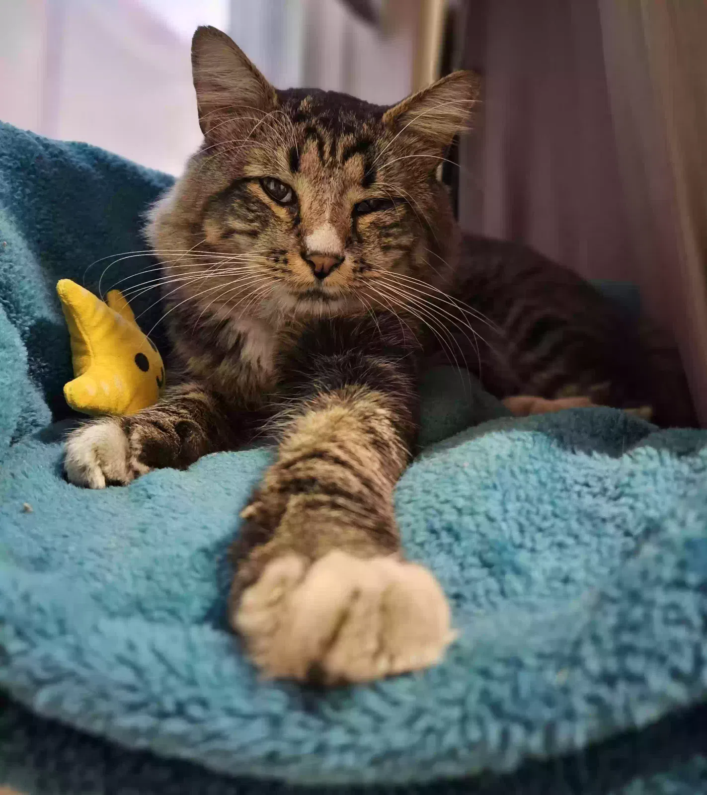 Lost cat in Philadelphia, PA, 19125