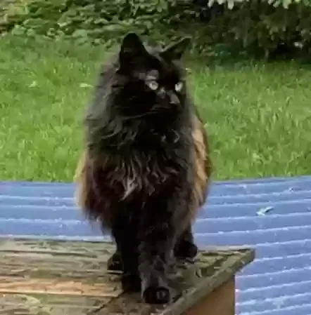 Lost cat in Oak Bluffs, MA, 2557